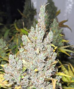 2046-medicalseeds-1000×1000