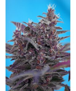 BLACKCREAM_AUTO_SWS37-1000×1000