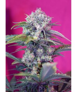 CREAMMANDARINE_AUTO_SWS29-1000×1000