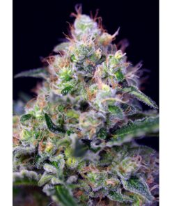 CREAM_CARAMEL(R)_SWS04_02-1000×1000