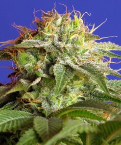 FEMGREENPO