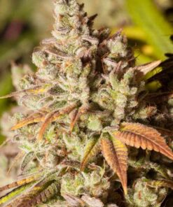 FEMGorilla-Glue-4-1000×1000