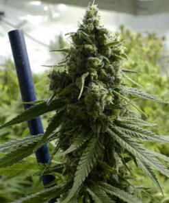 FEMSuper-lemon-haze-1000×1000