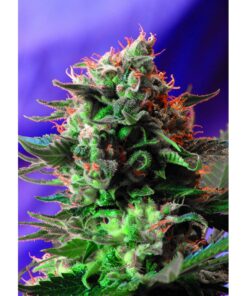 JACK47(R)_SWS08-1000×1000