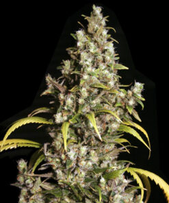 Monster-Eva-Seeds