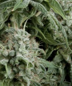 Northern-Lights-Autoflowering-600×600