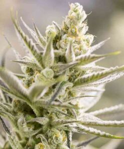 Tangie-XXL-1000×1000