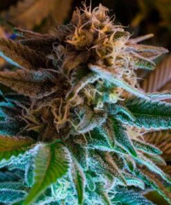auto-gorilla-glue-1000×1000
