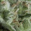 auto-kryptonite (1)