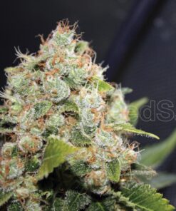 bcn-sourdiesel-medicalseeds-1000×1000