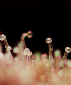 CREAM CARAMEL AUTO x100 - Sweet Seeds