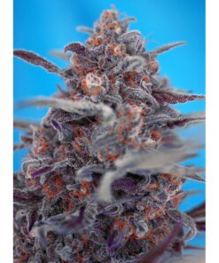 devil-cream-auto-1000×1000