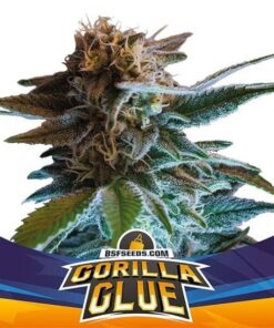 gorilla-glue (1)