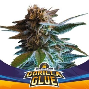 gorilla-glue (1)