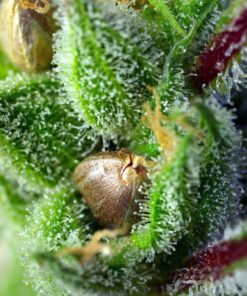 GREEN POISON 3+1 - Sweet Seeds