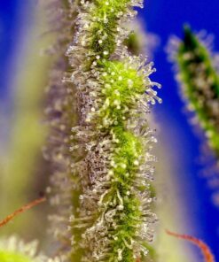 AUTO JACK 47 XL 3+1 - Sweet Seeds