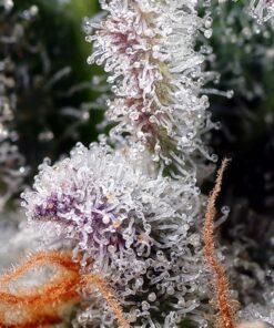 PSICODELICIA 3+1 - Sweet seeds