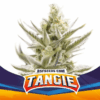 tangie xxl
