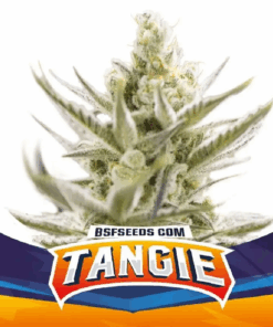 tangie xxl