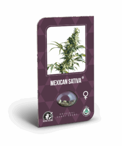 mexican-sativa-feminizada-xl-4