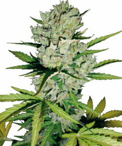 skunk-autofloracion-xl
