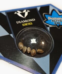 Jack Herer Auto 5 semillas - Diamond Genetics
