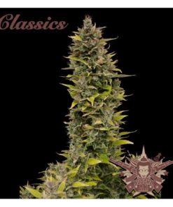 AK BUDDHA