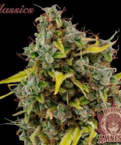 buddha-amnesia_4