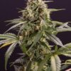 CHEM-BOMB-AUTOFLOWERING-HR-6306-1_660x990