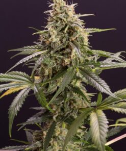 CHEM-BOMB-AUTOFLOWERING-HR-6306-1_660x990