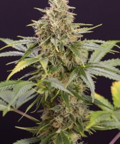 CHOCOLATE-MINT-OG-AUTOFLOWERING_660x990