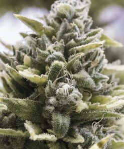 HS0088-og-kush-auto_660x990
