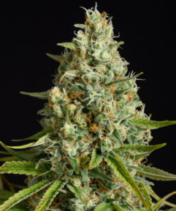 amnesia-lemon