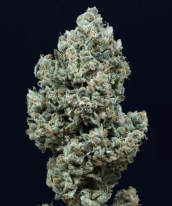 critical-2-0-auto