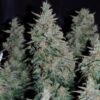 critical-jack