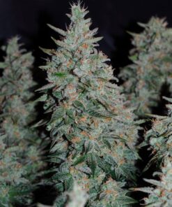 critical-jack