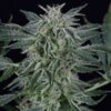 critical-jack-auto