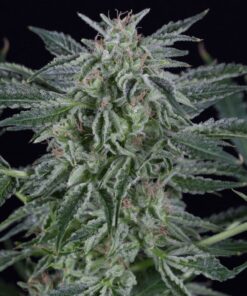 critical-jack-auto