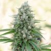 critical-mango