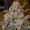 gorilla-frost