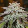 l-a-vanilla-cake-auto