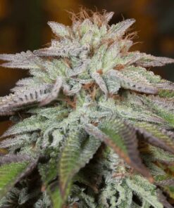 l-a-vanilla-cake-auto