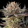 lemon-tree-2-0 (1)