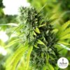 mango-og-auto