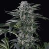 moby-dick-auto