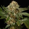 og-kush (1)
