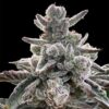 polar-gelato