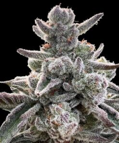 polar-gelato