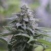 zkittlez-2-0