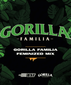 gorilla familia